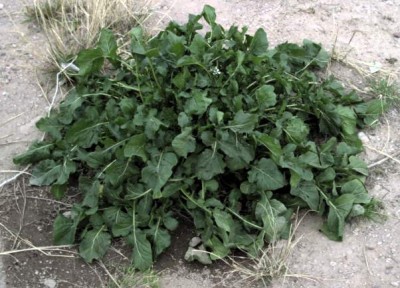 Arugula.jpg